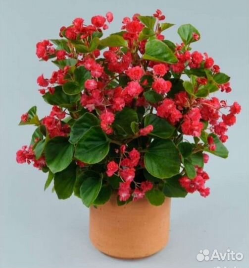 Бегония вечноцветущая махровая