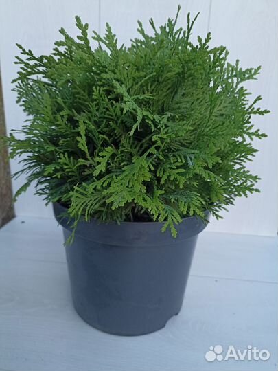 Растения для сада