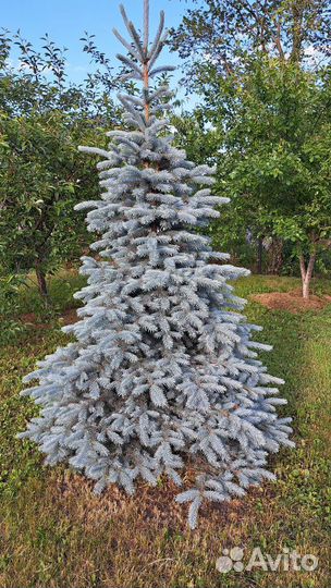 Ель колючая в контейнере