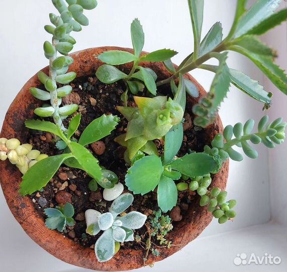 Готовые цветочные композиции, суккуленты