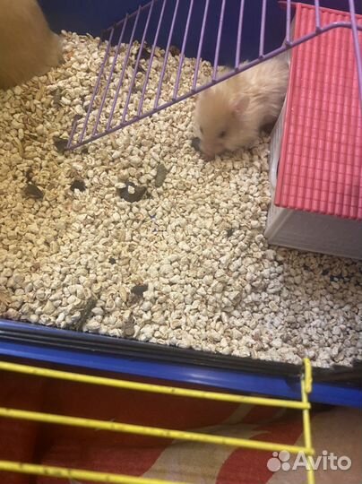 Сатиновые хомяки