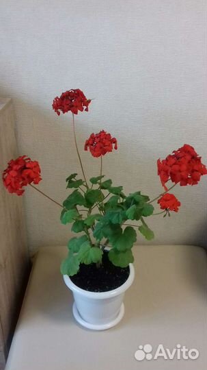 Пеларгония цветущая и черенки