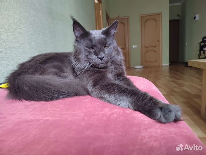 Кот мейн-кун вязка