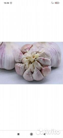 Чеснок домашний без малейшей химии