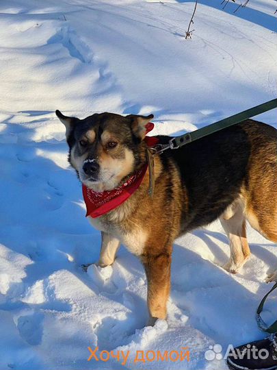 Молодой активный пес в поиске мамы и папы