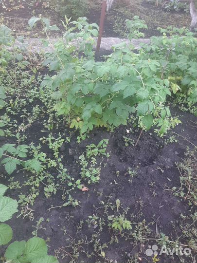 Саженцы малины