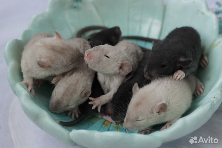 Крысята декоративные