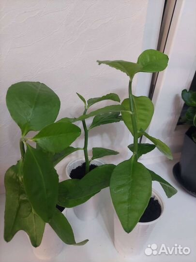 Педилантус