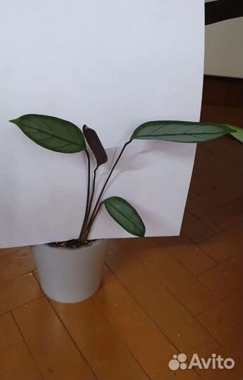 Комнатные растения