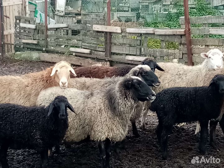 Хозяйство: козы,козлы, овцы, поросята
