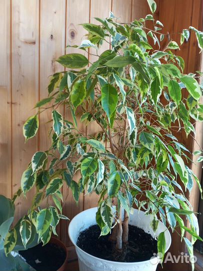 Фикус бенджамина