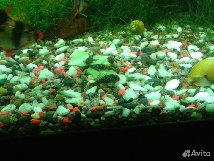 Аквариумные растения, анциструсы, креветки