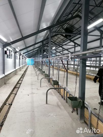 Молокопровод на 50 голов,доильный зал