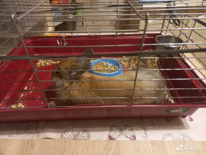 Кролик домашний