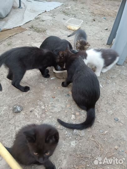 Отдают бесплатно котят