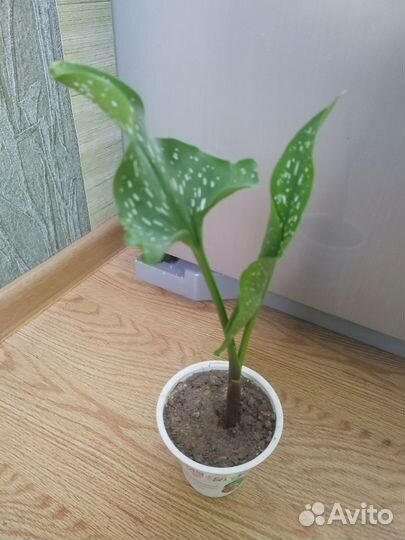 Калла Пикассо