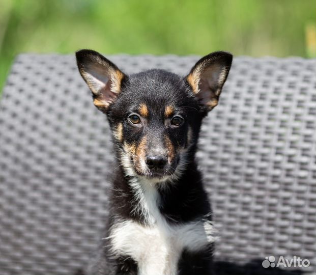 Жиган лимон мальчишка симпатичный 3 мес