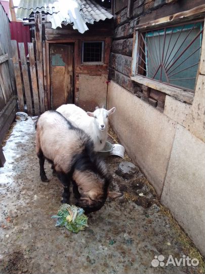 Продам двух коз
