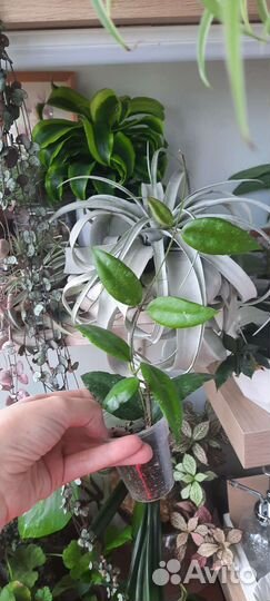 Хойи разные