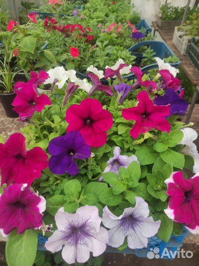 Рассада цветов