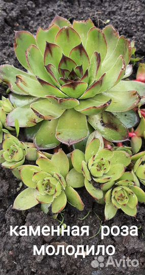 Очиток седум, молодило (каменная роза)