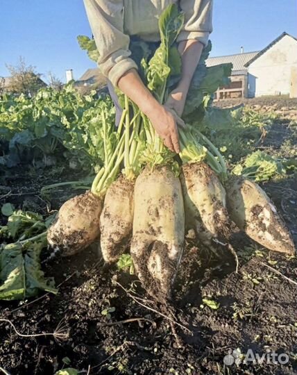 Семена кормовой свеклы Лада