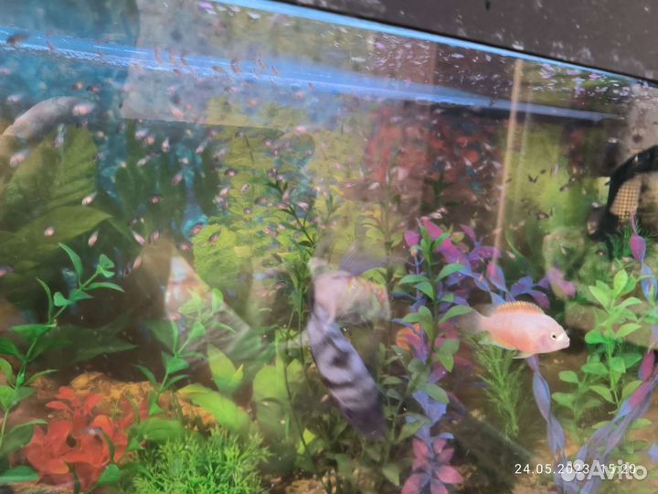 Аквариумные рыбки цихлиды и петушок