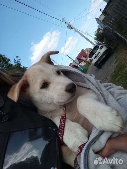 Хаски девочка