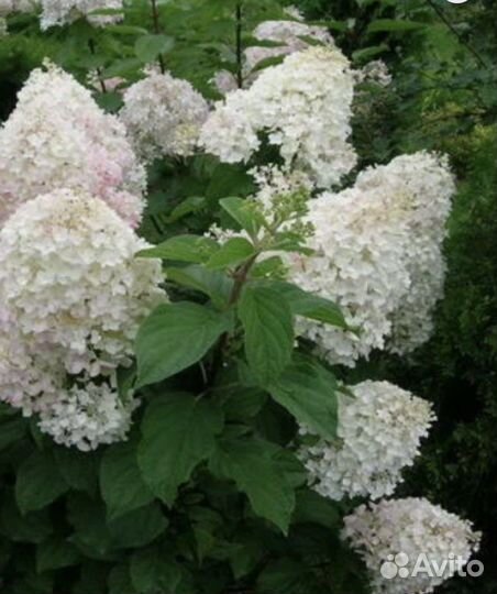 Гортензия