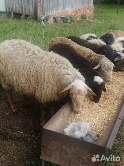 Бараны на курбан байрам