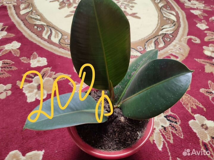 Продам цветы комнатные