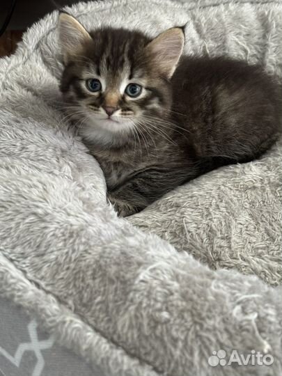 Котенок