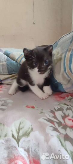 Кошка в дар