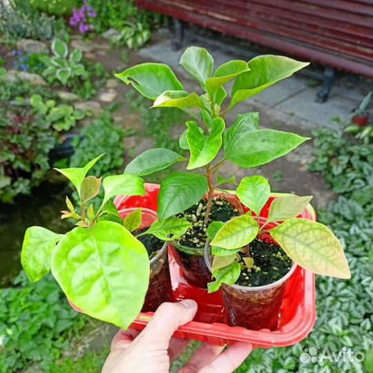 Бугенвиллия Vera Deep Purple. Комнатные растения