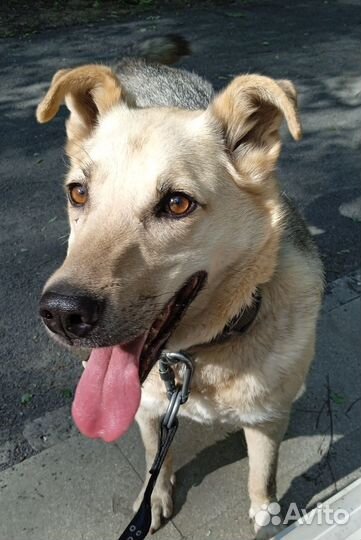 Ласковый оптимист - улыбака ищет дом