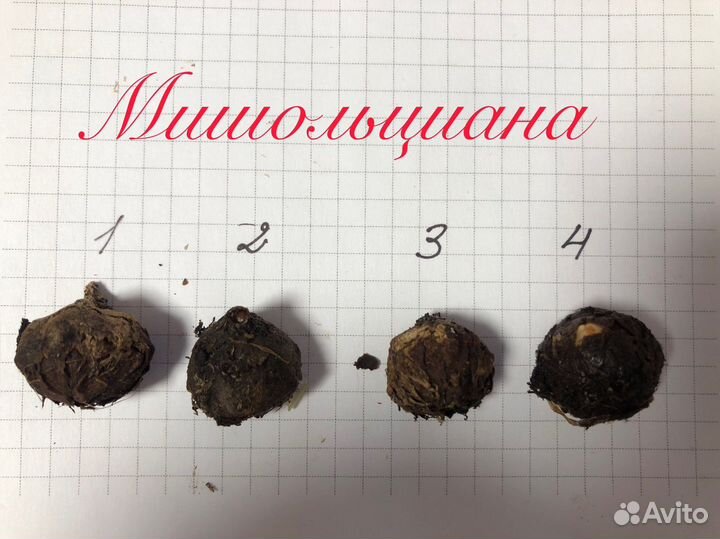 Клубни сортовых Алоказий