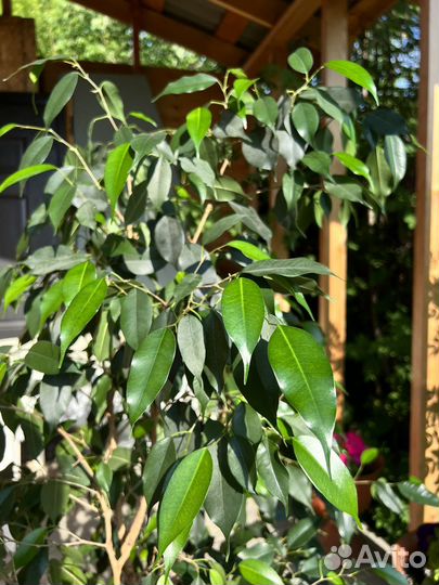 Фикус бенджамина большой