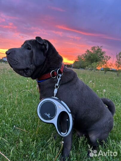 Случка собак