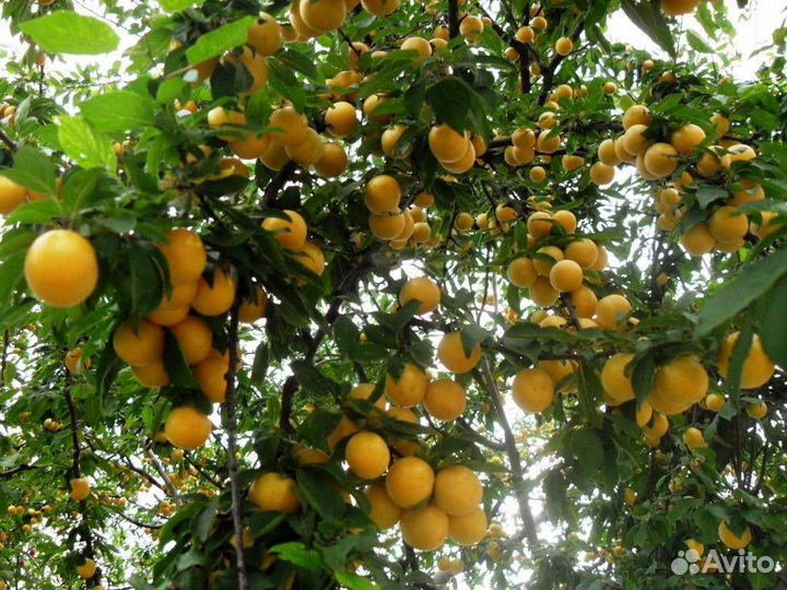 Алыча жёлтая сладкая