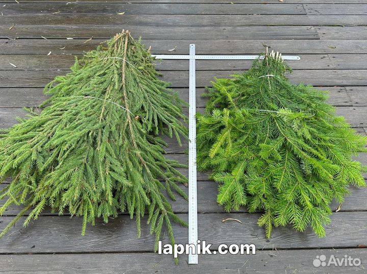 Лапник укрывной и декоративный