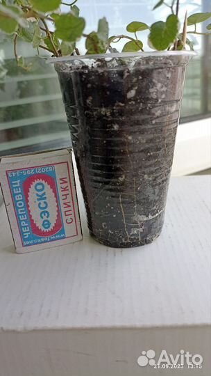 Фикус ампельный. Пумила вариегатный