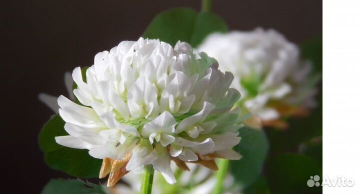 Клевер белый ползучий