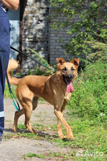 Пес ищет Семью