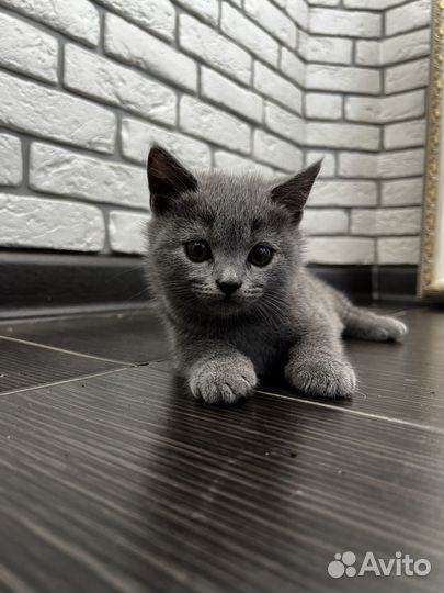 Британские котята