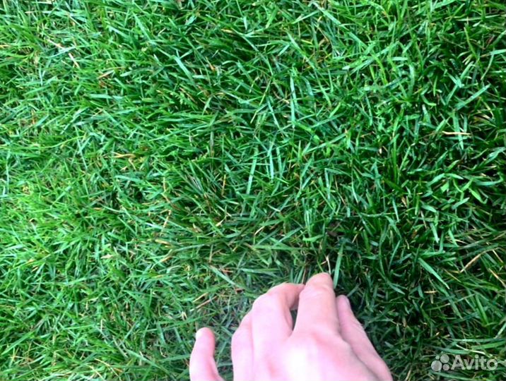 Рулонный газон от производителя