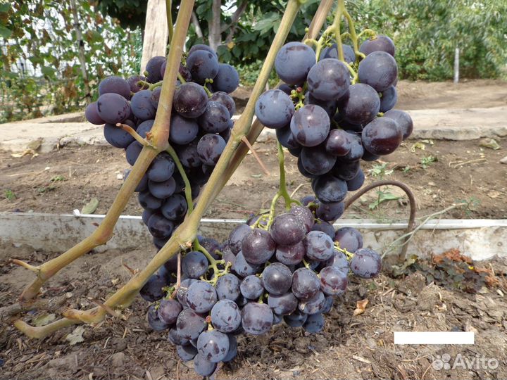 Саженцы винограда: 4 сорта (смотрите описание)