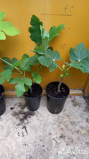 Инжир Брунсвик, Черный, Турецкий кор. в горшках