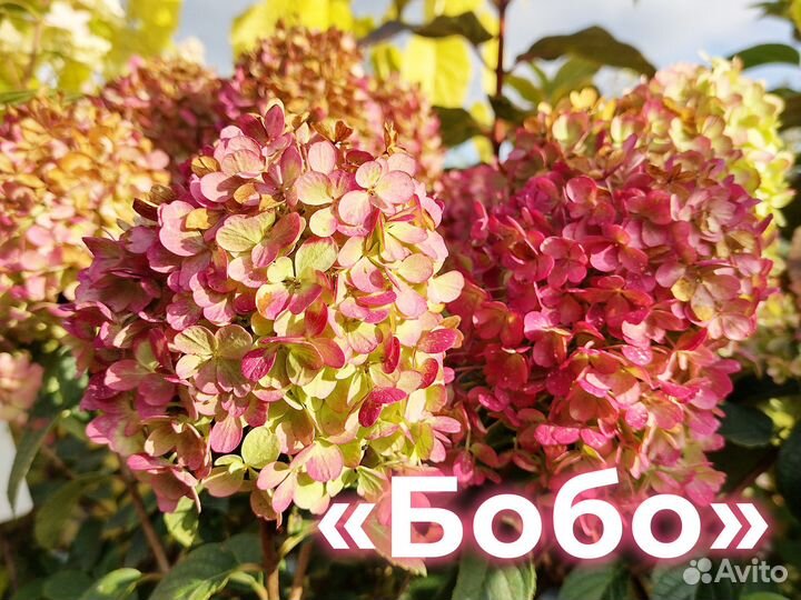Сортовые Гортензии Оптом с Питомника