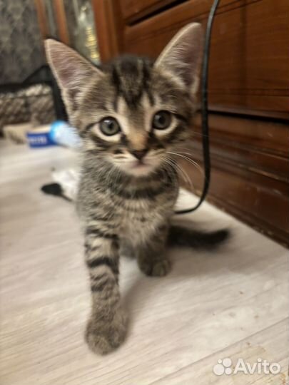 Котенок в добрые руки