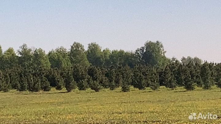 Саженцы кедра, сосны кедровой